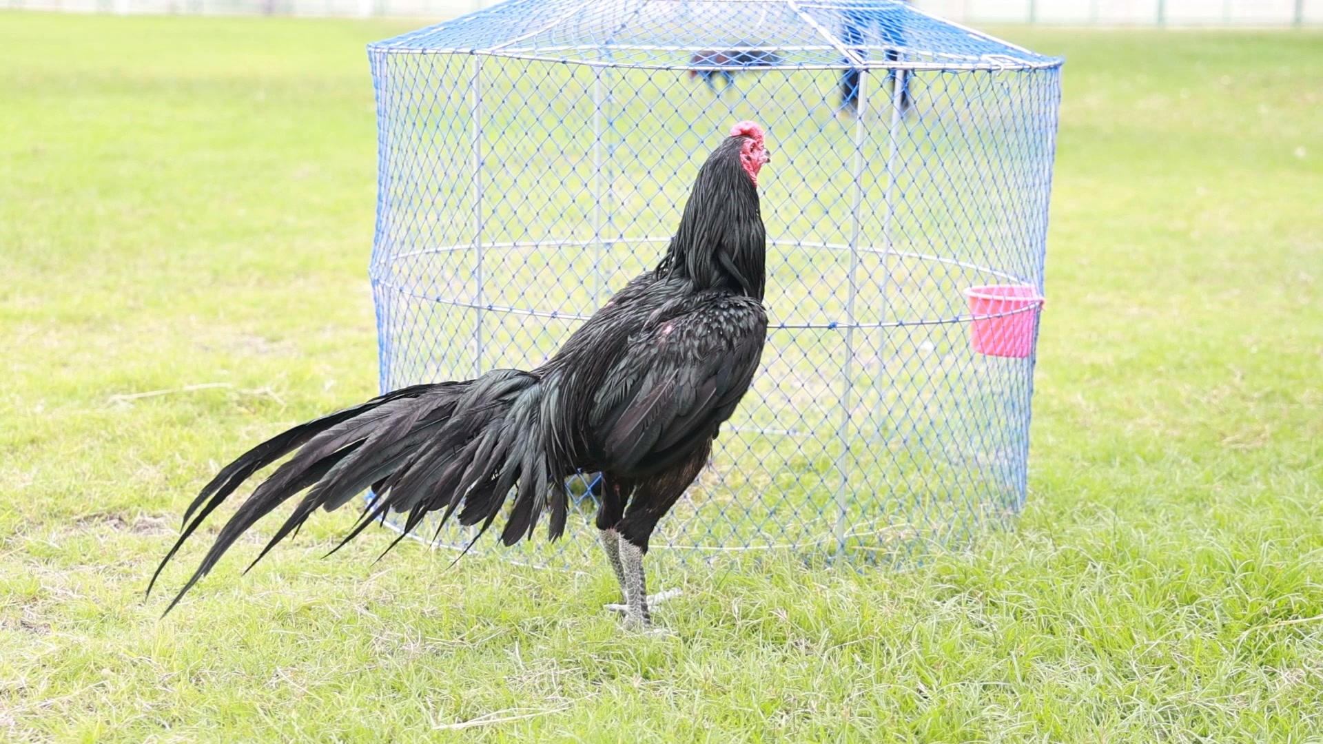 ไก่เขียวโสธร จากภูมิปัญญาท้องถิ่น สู่สัตว์เศรษฐกิจสร้างรายได้
